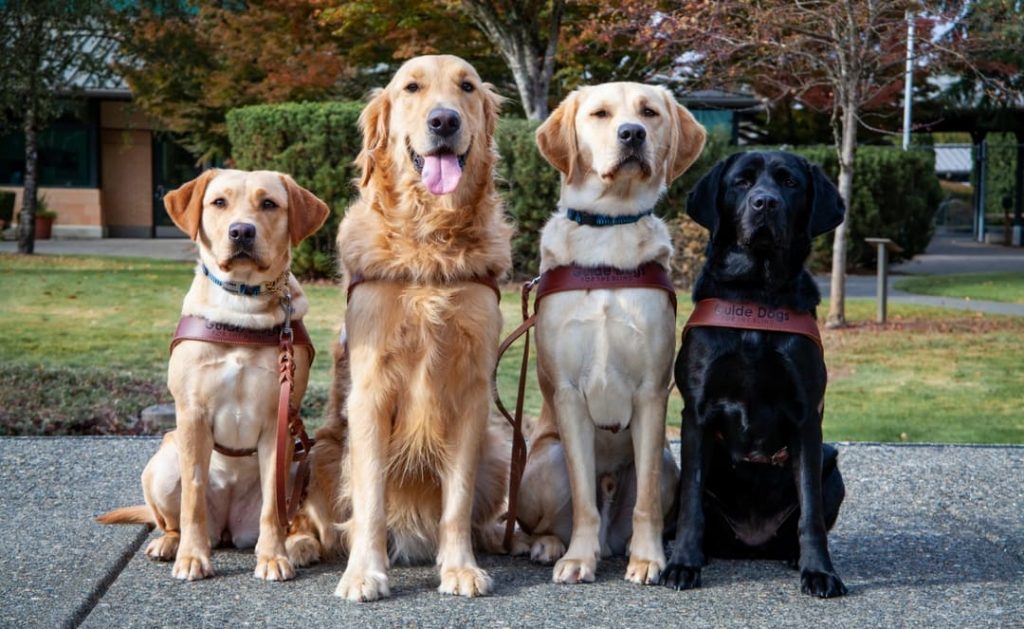 4 guide dogs