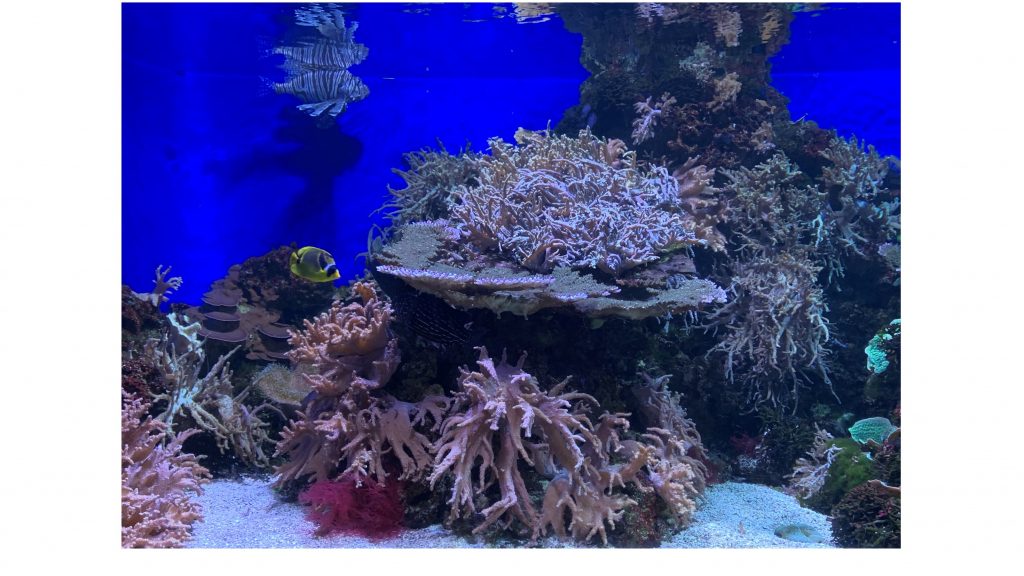 Fish and coral reef at Denver Aquarium
