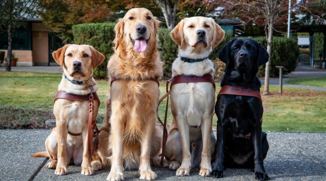 4 guide dogs