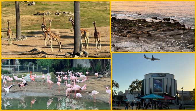 giraffes, flamingos, sea lions on the beach at sunset, air and space museum